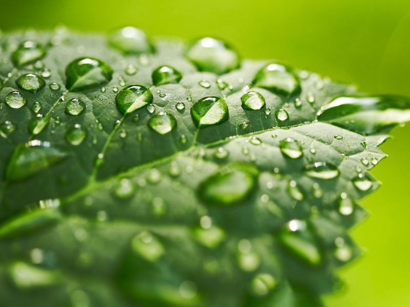 Nova SBE Environmental Economics Knowledge Center